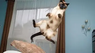 Приколы с котами топовая подборка 2016-2017 приколы с самыми смешными котами (Cats LIVE)
