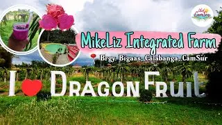 MikeLiz Integrated Farm ~ The Dragon Fruit Farm | Brgy. Bigaas, Calabanga, CamSur | #LibotCamSur