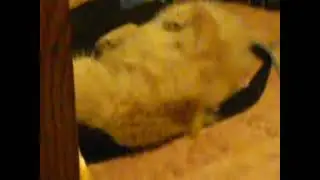 My Dog Sleeping on Her Back