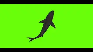 swimming shark / full green screen / no copyright 