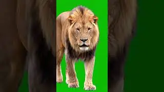 Lion Aggressive stare walk Green Screen Effect 
