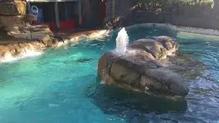 Pittsburgh Zoo - Sea Lions (Part 1)