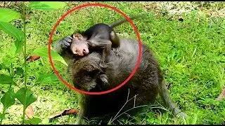 Much pity baby Timo cry short-Why mom Tima unhappy remove Timo&throw Timo down like this