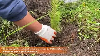 Reforestación de más de 500 árboles, igus® México