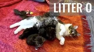 SKOGBERG CATTERY | NORWEGIAN FOREST CATS. Litter O | October Name Days | WEEK 4