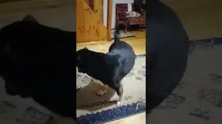Отправить