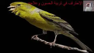 من أجمل تغاريد طائر الكناري لتسميع الفراخ