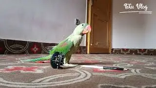 Hidden Camera Activities of Parrot #totuvlog #parrotvideo