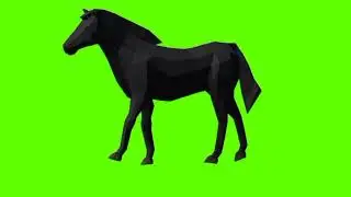 Green screen Horse video | Black Horse walking green screen