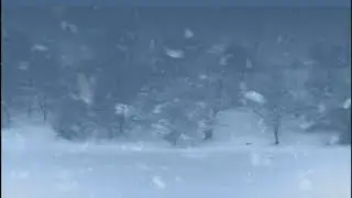 Snowstorm Sounds Wind in the Forest | Blizzard Sounds for Sleep |  Relaxation & Staying Cool