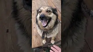 Собака, друг человека.