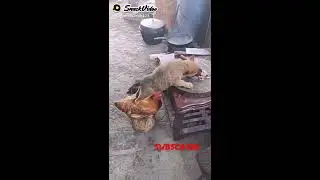 A dog on cock || big cock | smaller size of dog