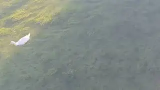 catfish trying to hide