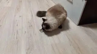 Кот кайфует от чая // Кот чайный пьяница