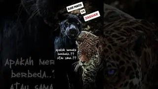 jaguar dan black phanter #jaguar #blackphanther #wildlife