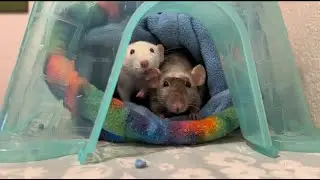 Silly Free-roaming Rats Entertain Mother | Rattie Vlogs Ep. 2