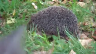 Дачный туалет