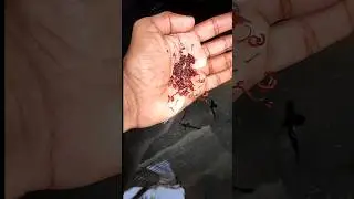 How to collect blood worms 🐠🐠🐠