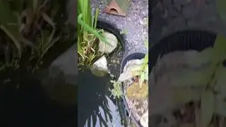 Frog eats big fly 🐸 #frog #pond #animals #nature