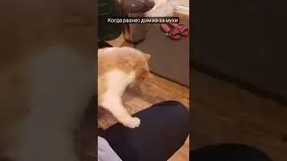 Когда разрушил пол дома из-за мухи