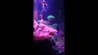 Reef life 15