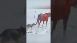 The wolf grabbed the horse.