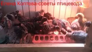 Цыплята Мехеленская кукушка(ку-ку де Малин).Особенности выращивания от 0 до 30 дней.