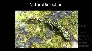 Evolution of Populations Part I
