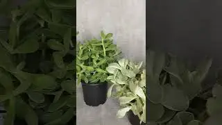 крассула, денежное дерево