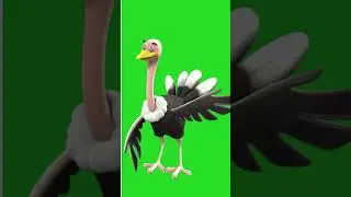 Green Screen 3d Animate ostrich short video ,  