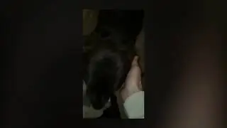 Labrador Cant Fetch