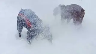 Снежные боксеры (Snow Boxers)