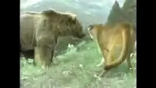 пума защищает своего малыша - пума против медведя, кто кого?