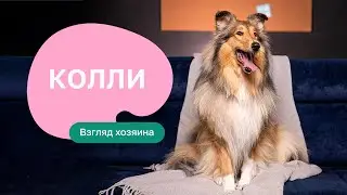 Колли - все о породе, плюсы и минусы — шоу «Ожидание/реальность»