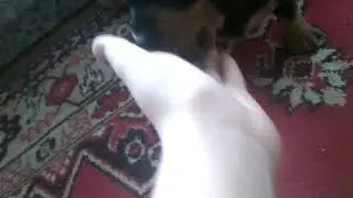 Мой щенок