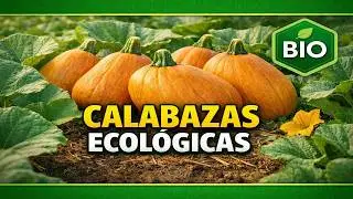Calabazas naranjo y tomateras en estado salvaje