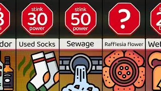 Comparison: Stinkiest Things