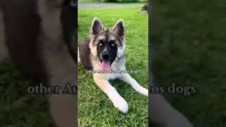 Blue Bay Shepherd vs  Lykos Wolfalike #shorts