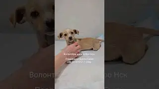 💔 Щенок Генри стал инвалидом | он был никому не нужен и жил на улице | сбит машиной | help the puppy