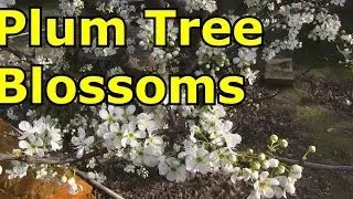 Beautiful Plum Tree Blossoms