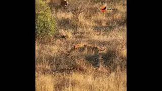 Wild Dog Vs. Hyena: The Battle for a Meal. #wildlife #africansafari #animals #hyena #wilddog #nature
