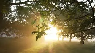 Вечірній ліс/Evening forest