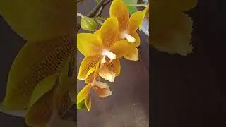 Красота возвышает наши души, чувства, мысли и сердца)