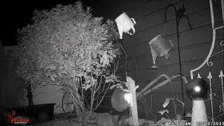 Raccoons getting Squirrels Peanuts