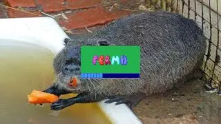 РАЗВЕДЕНИЕ НУТРИЙ [Программа Ferma] (Выпуск — 30)