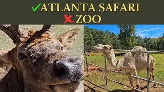 Wild Animal Safari is Zoo Plus Ultra