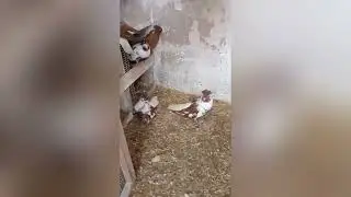 Лётные голуби - это не Mercedes-Benz. Лётные, Ставрополь