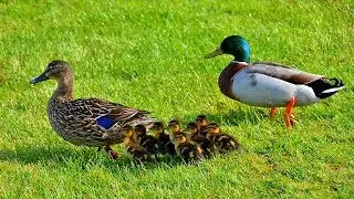 Nature sounds of Ducks | Relaxing Sounds of Birds and River | 5 Little Duck