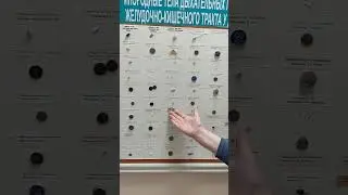 Чо проглотили дети
