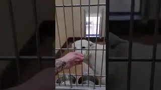 Jin - injured Jindo mix (video from the shelter)